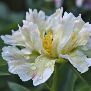 paeonia lactiflora green lotus peony bijūnas žalias bijūnai žali žiedai daugiametis augalas perennials gėlės ir manufaktūra